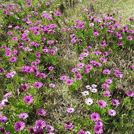 Moschona Apartamento